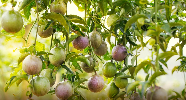 Loại quả giúp Việt Nam thu về chục triệu USD 1 tháng, chất lượng hàng đầu thế giới: Có “vô vàn” lợi ích- Ảnh 1. Loại quả giúp Việt Nam thu về chục triệu USD 1 tháng, chất lượng hàng đầu thế giới: Có “vô vàn” lợi ích- Ảnh 1.