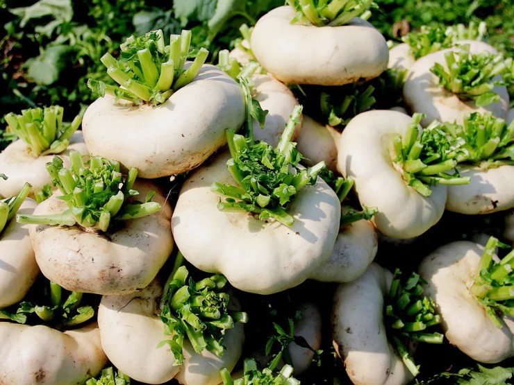 Củ cải “biến dạng” mà siêu năng suất, xưa là rau cứu đói, nay giúp “hái ra tiền”- Ảnh 1. Củ cải “biến dạng” mà siêu năng suất, xưa là rau cứu đói, nay giúp “hái ra tiền”- Ảnh 1.