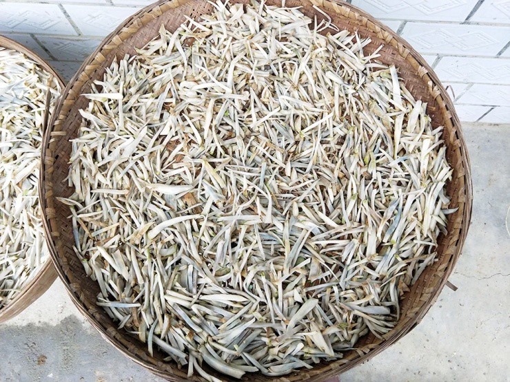 Củ cải “biến dạng” mà siêu năng suất, xưa là rau cứu đói, nay giúp “hái ra tiền”- Ảnh 3. Củ cải “biến dạng” mà siêu năng suất, xưa là rau cứu đói, nay giúp “hái ra tiền”- Ảnh 3.