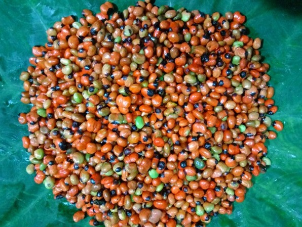 Loại hạt đắt đỏ bậc nhất thế giới, giá 240 triệu đồng/kg, chỉ duy nhất Việt Nam mới có- Ảnh 7. Loại hạt đắt đỏ bậc nhất thế giới, giá 240 triệu đồng/kg, chỉ duy nhất Việt Nam mới có- Ảnh 7.