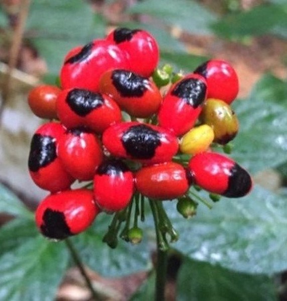 Loại hạt đắt đỏ bậc nhất thế giới, giá 240 triệu đồng/kg, chỉ duy nhất Việt Nam mới có- Ảnh 6. Loại hạt đắt đỏ bậc nhất thế giới, giá 240 triệu đồng/kg, chỉ duy nhất Việt Nam mới có- Ảnh 6.