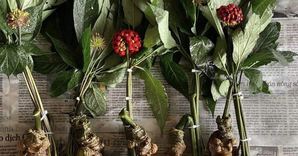 Loại hạt đắt đỏ bậc nhất thế giới, giá 240 triệu đồng/kg, chỉ duy nhất Việt Nam mới có- Ảnh 1. Loại hạt đắt đỏ bậc nhất thế giới, giá 240 triệu đồng/kg, chỉ duy nhất Việt Nam mới có- Ảnh 1.