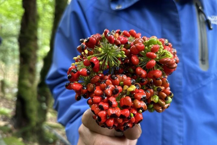 Loại hạt đắt đỏ bậc nhất thế giới, giá 240 triệu đồng/kg, chỉ duy nhất Việt Nam mới có- Ảnh 5. Loại hạt đắt đỏ bậc nhất thế giới, giá 240 triệu đồng/kg, chỉ duy nhất Việt Nam mới có- Ảnh 5.