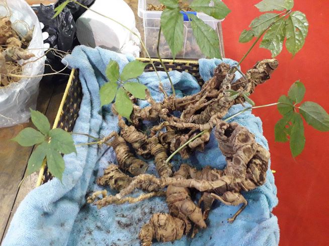 Loại hạt đắt đỏ bậc nhất thế giới, giá 240 triệu đồng/kg, chỉ duy nhất Việt Nam mới có- Ảnh 3. Loại hạt đắt đỏ bậc nhất thế giới, giá 240 triệu đồng/kg, chỉ duy nhất Việt Nam mới có- Ảnh 3.