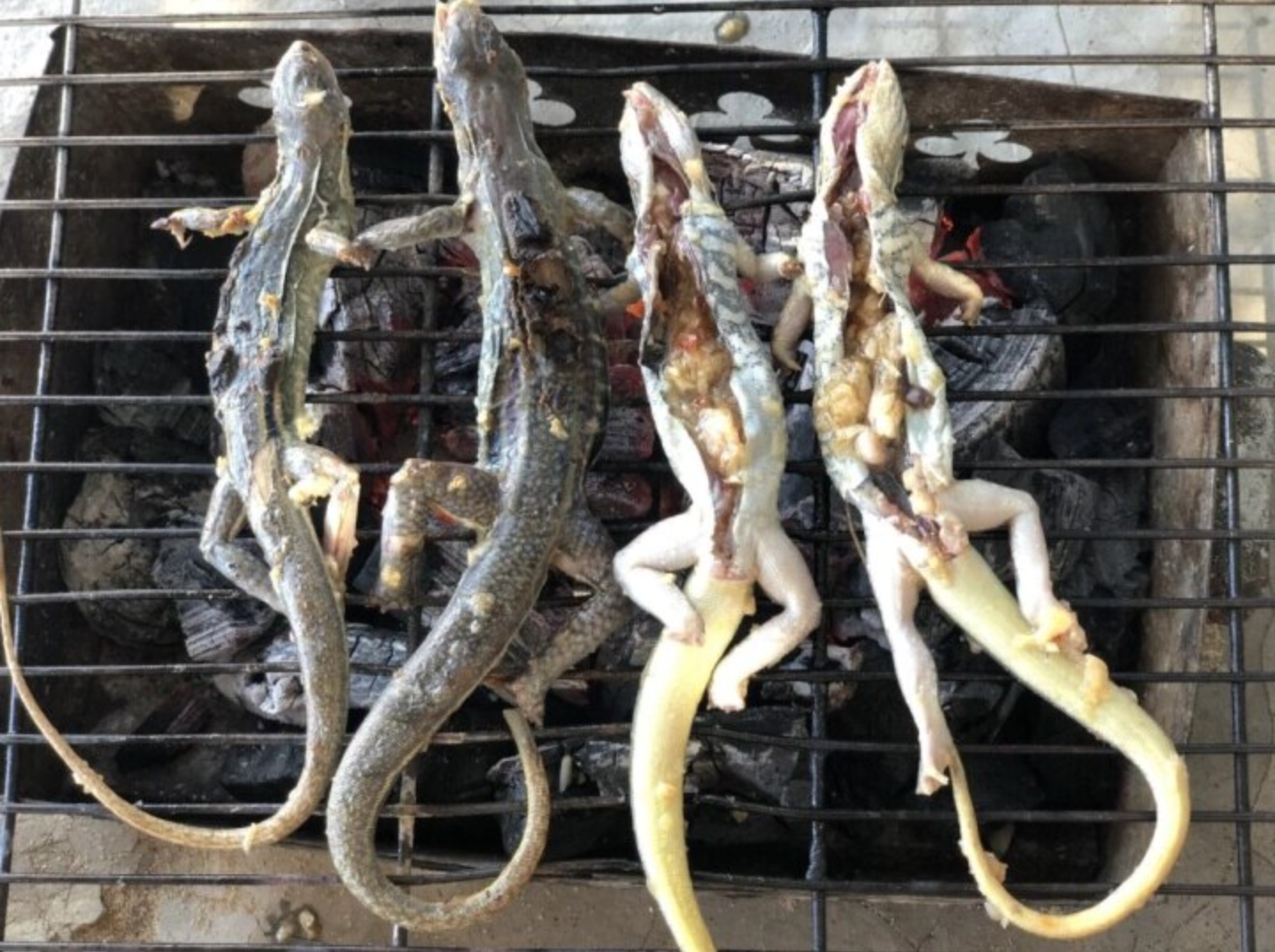 Món ăn làm từ "vua của sa mạc", có mặt tại Việt Nam mà nhiều người không ngờ tới- Ảnh 2. Món ăn làm từ "vua của sa mạc", có mặt tại Việt Nam mà nhiều người không ngờ tới- Ảnh 2.