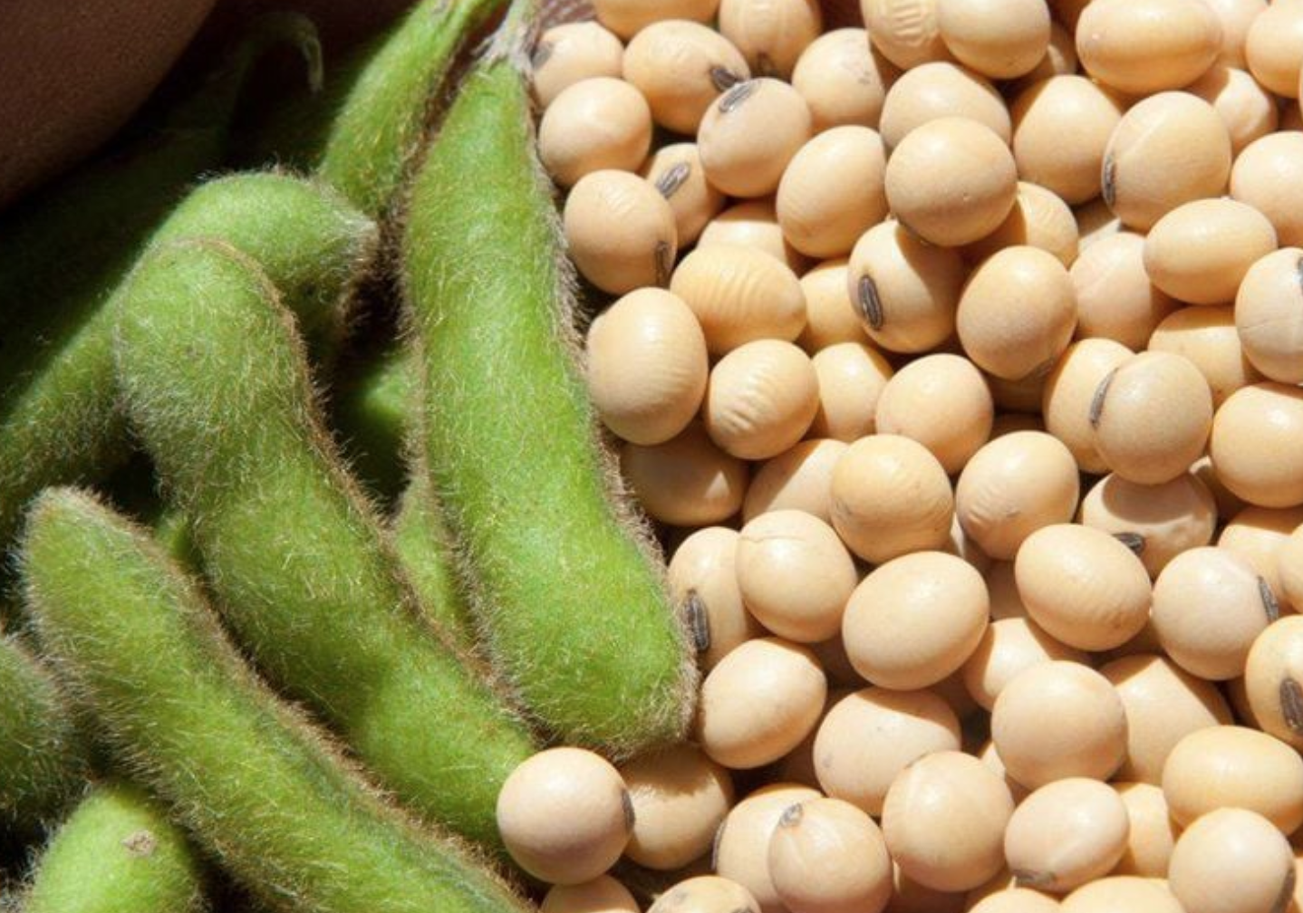 FDA Mỹ xác nhận loại hạt này giúp "đánh bay" mỡ xấu ra khỏi máu: Việt Nam có sẵn, giá rất rẻ- Ảnh 1. FDA Mỹ xác nhận loại hạt này giúp "đánh bay" mỡ xấu ra khỏi máu: Việt Nam có sẵn, giá rất rẻ- Ảnh 1.
