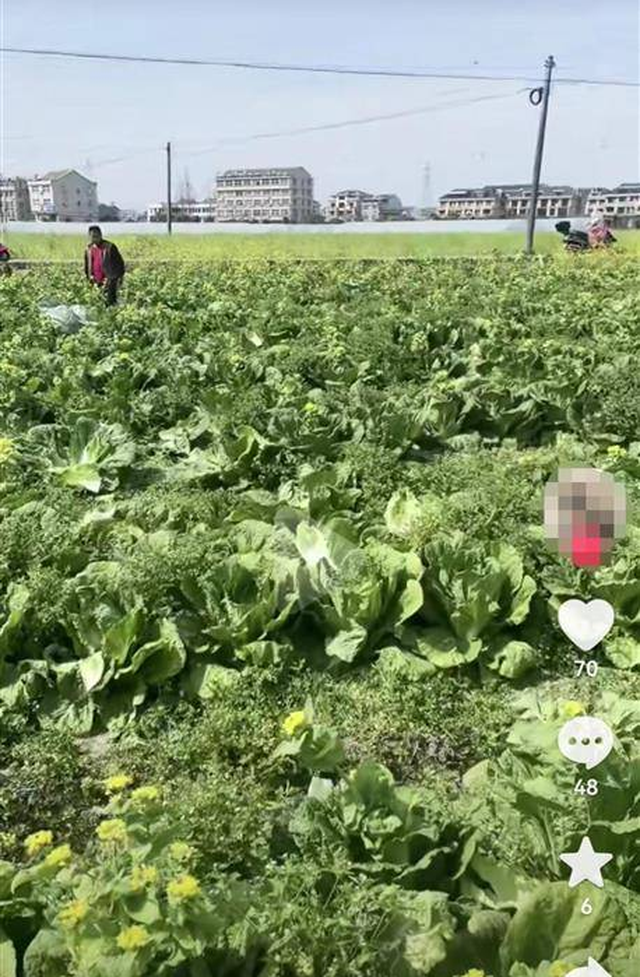 30 tấn bắp cải trộm sạch trong 1 ngày, anh nông dân ngỡ ngàng khi được báo: "Có người nói không mất tiền, ai muốn lấy cứ đến"- Ảnh 2. 30 tấn bắp cải trộm sạch trong 1 ngày, anh nông dân ngỡ ngàng khi được báo: "Có người nói không mất tiền, ai muốn lấy cứ đến"- Ảnh 2.