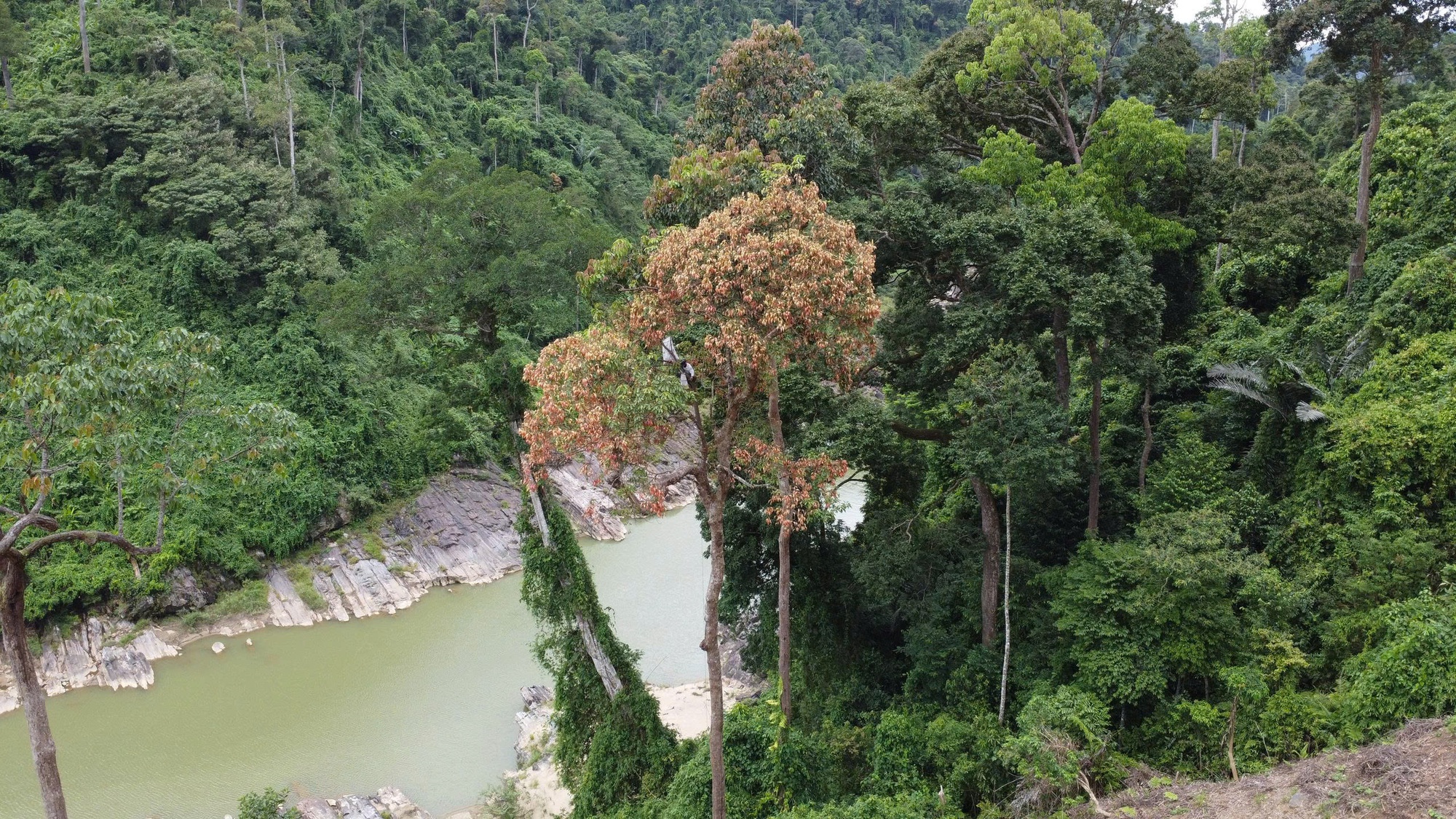 Cả ngàn người ở Đà Nẵng vào rừng nhặt thứ hạt rơi từ trên trời xuống, thu tiền triệu- Ảnh 5. Cả ngàn người ở Đà Nẵng vào rừng nhặt thứ hạt rơi từ trên trời xuống, thu tiền triệu- Ảnh 5.