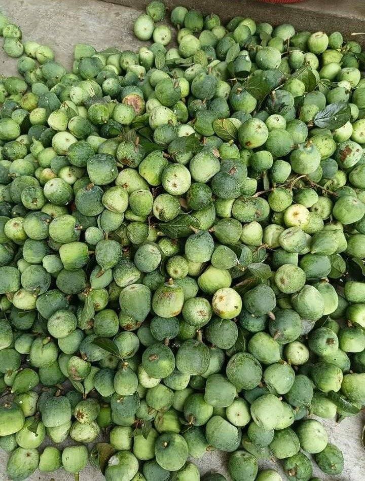 Thức quà mùa hè từ núi rừng chỉ có thể thưởng thức khi đến Cao Bằng- Ảnh 4. Thức quà mùa hè từ núi rừng chỉ có thể thưởng thức khi đến Cao Bằng- Ảnh 4.