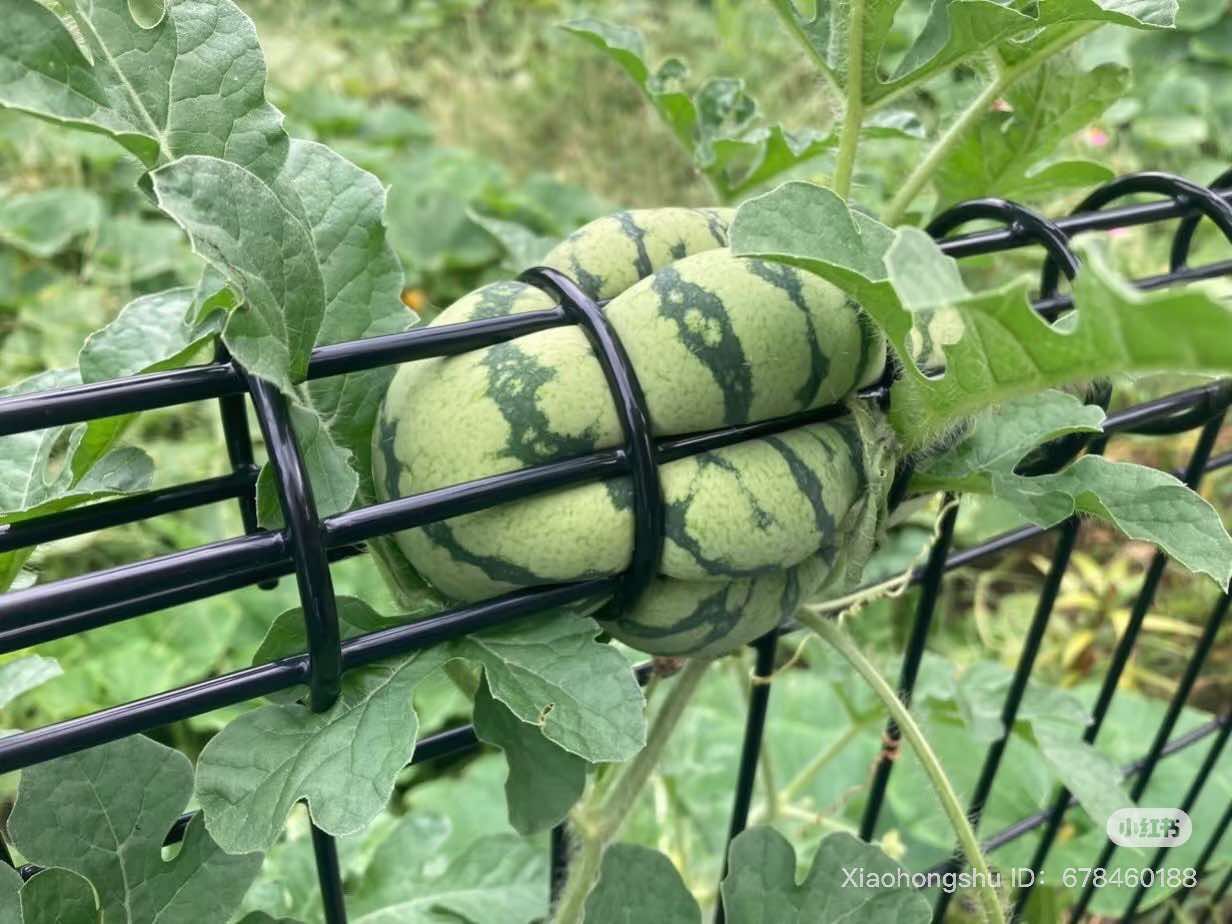 Tìm ra quả dưa hấu mọc ở vị trí trái ngang nhất thế giới: Tự "chui đầu vào rọ", chủ nhân nhìn mà bất lực- Ảnh 1.