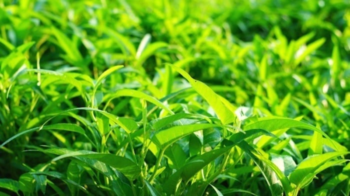 Rau nhiễm chì và kim loại năng, làm sao để nhận biết và loại bỏ?- Ảnh 2. Rau nhiễm chì và kim loại năng, làm sao để nhận biết và loại bỏ?- Ảnh 2.