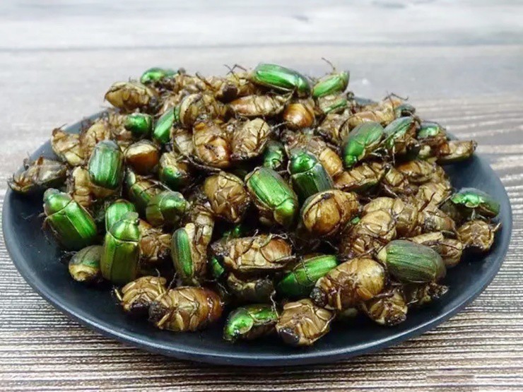 Loài bọ từng là “kẻ thù nhà nông”, nay hơn nửa triệu 1kg, đắt hơn cả thịt- Ảnh 3. Loài bọ từng là “kẻ thù nhà nông”, nay hơn nửa triệu 1kg, đắt hơn cả thịt- Ảnh 3.