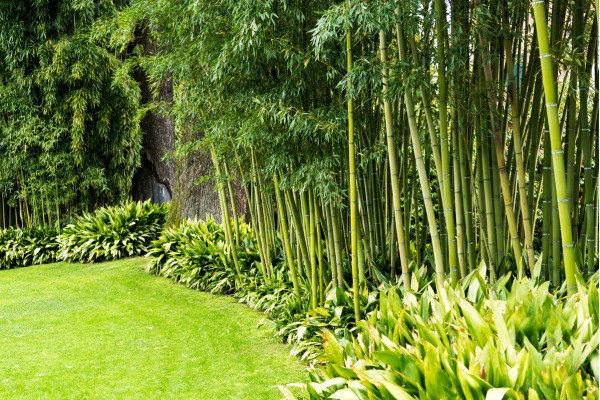 Ông bà dặn KHÔNG trồng cây này trước cửa, người khôn nghe lời, người dại chống đối!- Ảnh 2. Ông bà dặn KHÔNG trồng cây này trước cửa, người khôn nghe lời, người dại chống đối!- Ảnh 2.