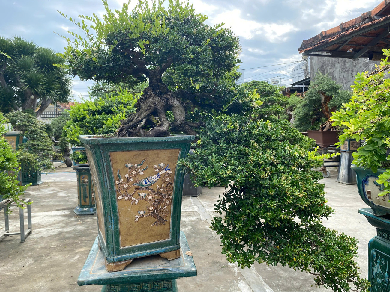 Gặp ông chủ khu vườn tiền tỷ, bán 1 cây xây nhà lầu ở Đắk Lắk- Ảnh 10. Gặp ông chủ khu vườn tiền tỷ, bán 1 cây xây nhà lầu ở Đắk Lắk- Ảnh 10.