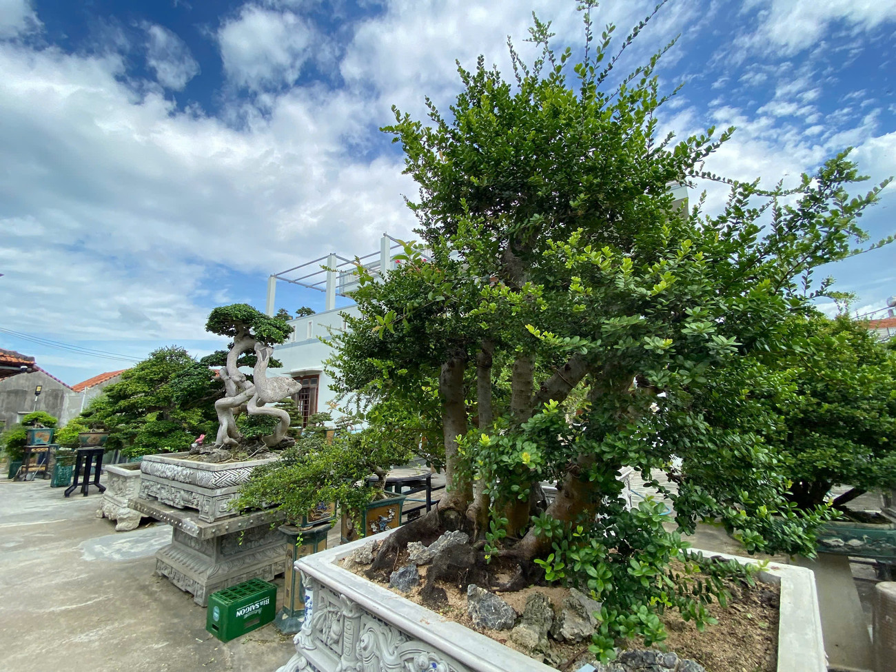 Gặp ông chủ khu vườn tiền tỷ, bán 1 cây xây nhà lầu ở Đắk Lắk- Ảnh 3. Gặp ông chủ khu vườn tiền tỷ, bán 1 cây xây nhà lầu ở Đắk Lắk- Ảnh 3.