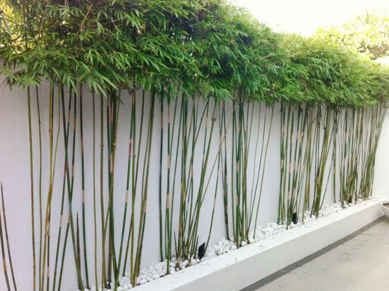 Ông bà dặn KHÔNG trồng cây này trước cửa, người khôn nghe lời, người dại chống đối!- Ảnh 1. Ông bà dặn KHÔNG trồng cây này trước cửa, người khôn nghe lời, người dại chống đối!- Ảnh 1.
