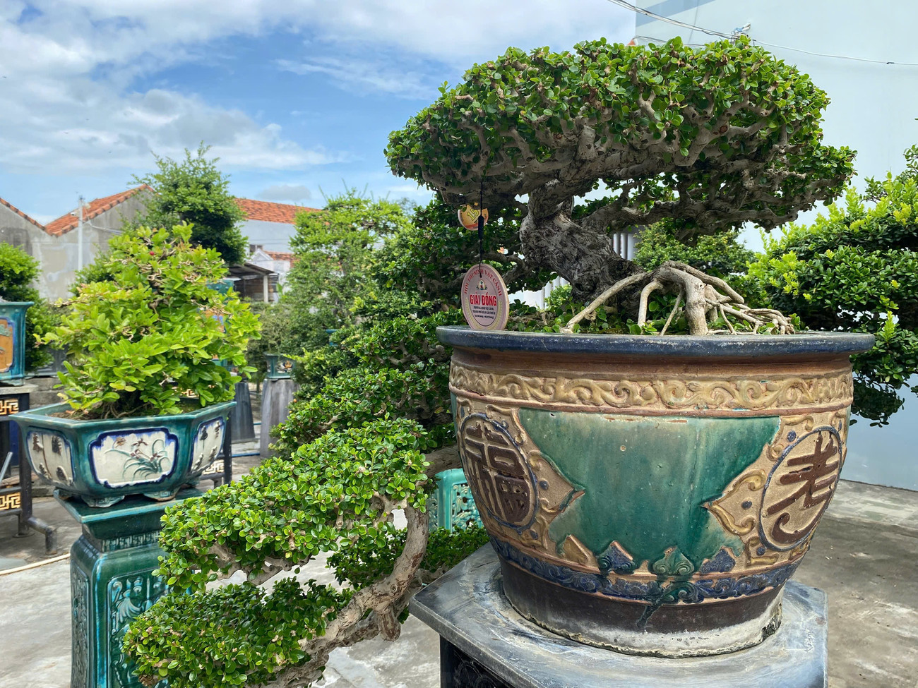 Gặp ông chủ khu vườn tiền tỷ, bán 1 cây xây nhà lầu ở Đắk Lắk- Ảnh 5. Gặp ông chủ khu vườn tiền tỷ, bán 1 cây xây nhà lầu ở Đắk Lắk- Ảnh 5.