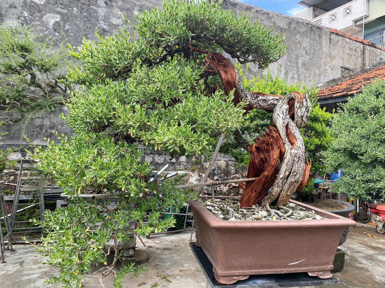 Gặp ông chủ khu vườn tiền tỷ, bán 1 cây xây nhà lầu ở Đắk Lắk- Ảnh 4. Gặp ông chủ khu vườn tiền tỷ, bán 1 cây xây nhà lầu ở Đắk Lắk- Ảnh 4.