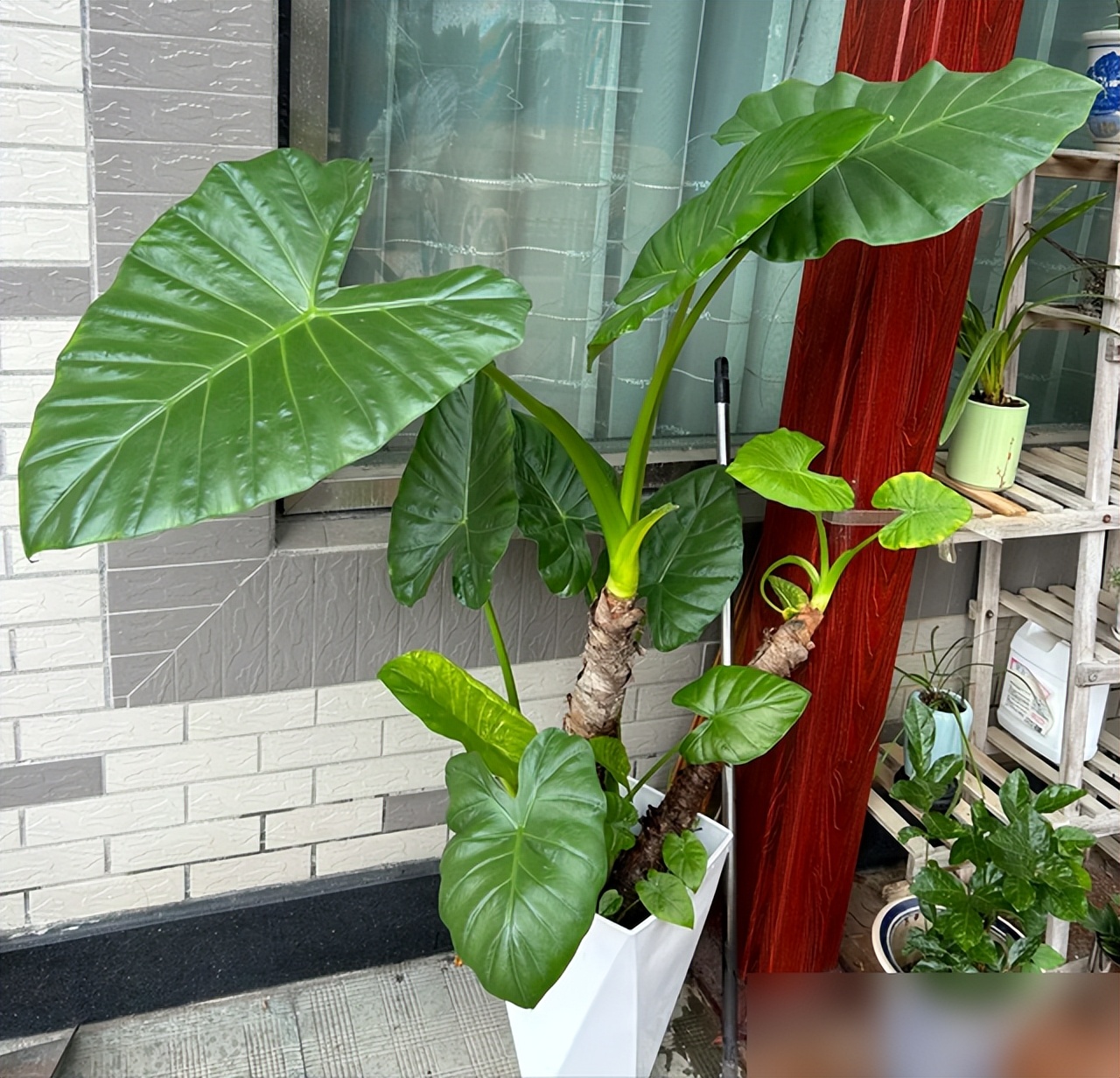 "Hoa nở rộ nhưng vận không thịnh": 6 loại hoa đẹp nhưng không nên trồng trong nhà, đừng để vẻ ngoài đánh lừa bạn- Ảnh 3. "Hoa nở rộ nhưng vận không thịnh": 6 loại hoa đẹp nhưng không nên trồng trong nhà, đừng để vẻ ngoài đánh lừa bạn- Ảnh 3.