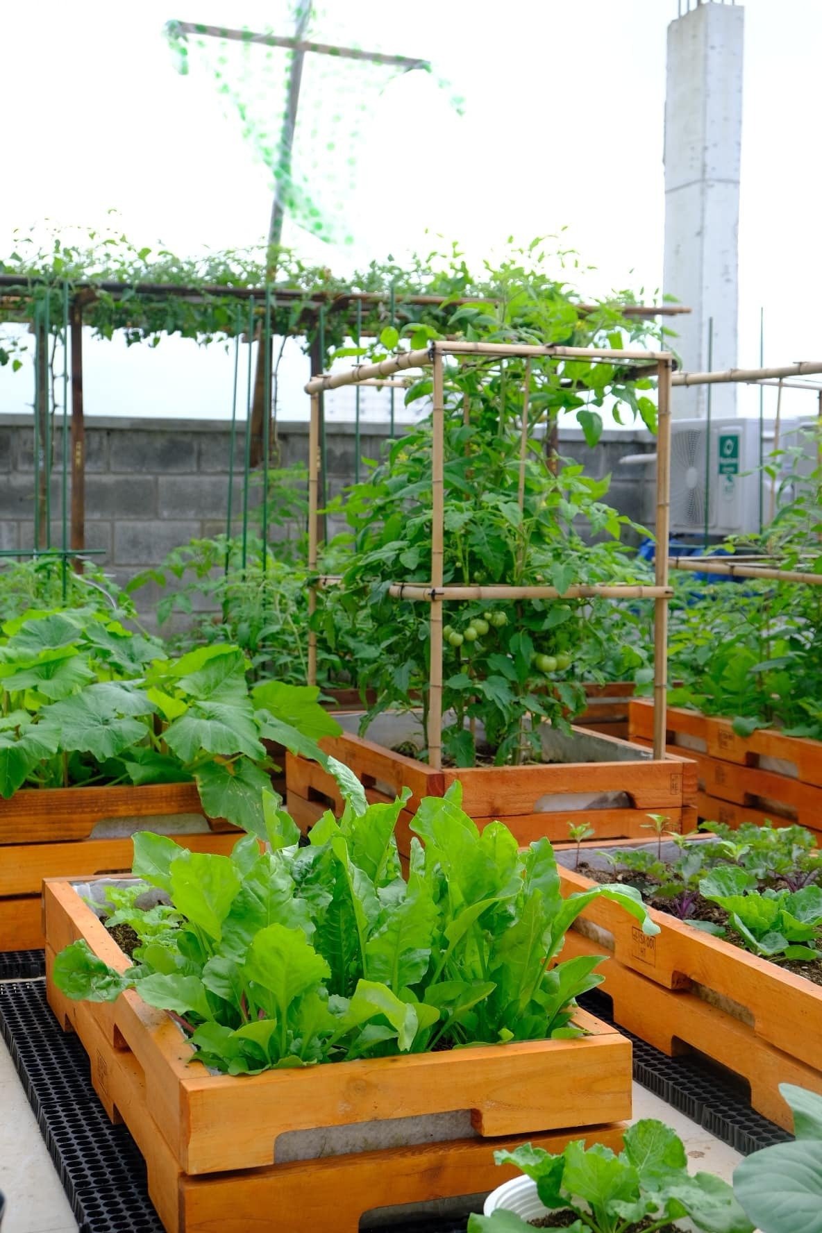 Mê mẩn khu vườn sân thượng đẹp 'như vẽ bằng AI' của mẹ đảm Đà Nẵng- Ảnh 8. Mê mẩn khu vườn sân thượng đẹp 'như vẽ bằng AI' của mẹ đảm Đà Nẵng- Ảnh 8.