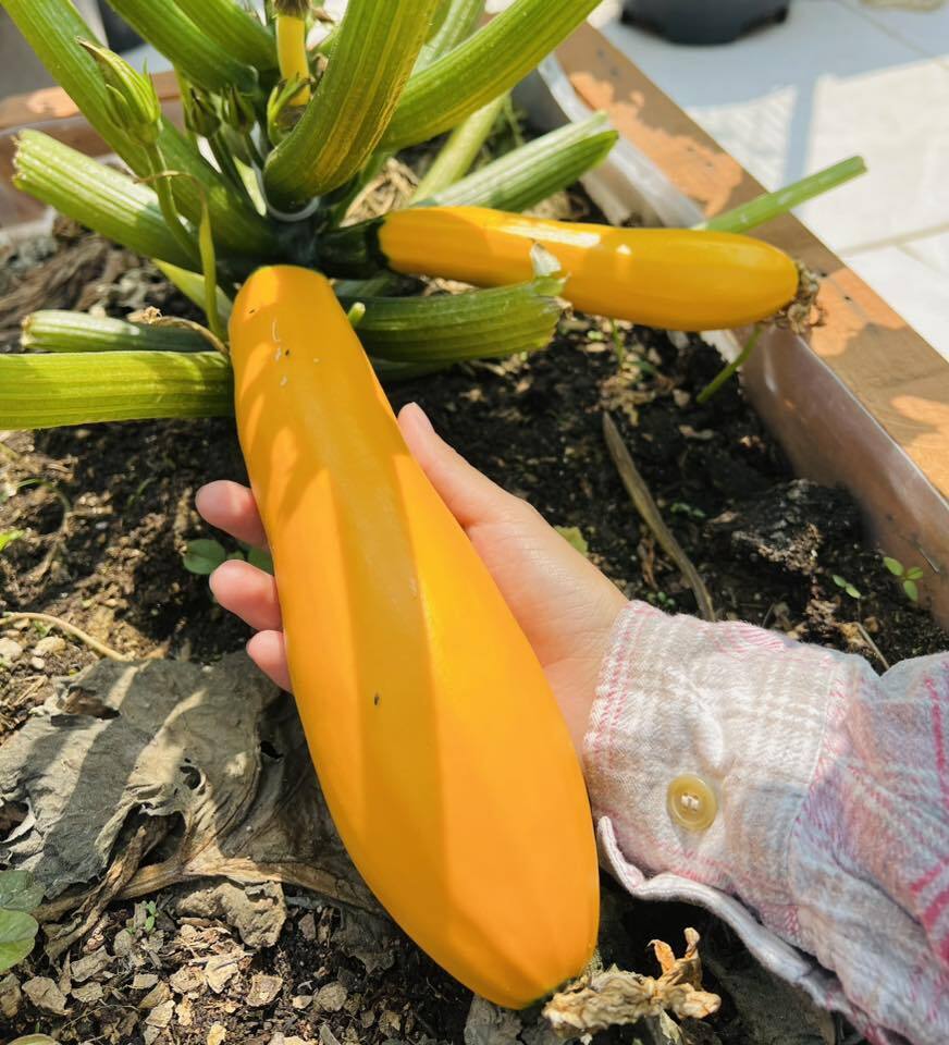 Mê mẩn khu vườn sân thượng đẹp 'như vẽ bằng AI' của mẹ đảm Đà Nẵng- Ảnh 20. Mê mẩn khu vườn sân thượng đẹp 'như vẽ bằng AI' của mẹ đảm Đà Nẵng- Ảnh 20.