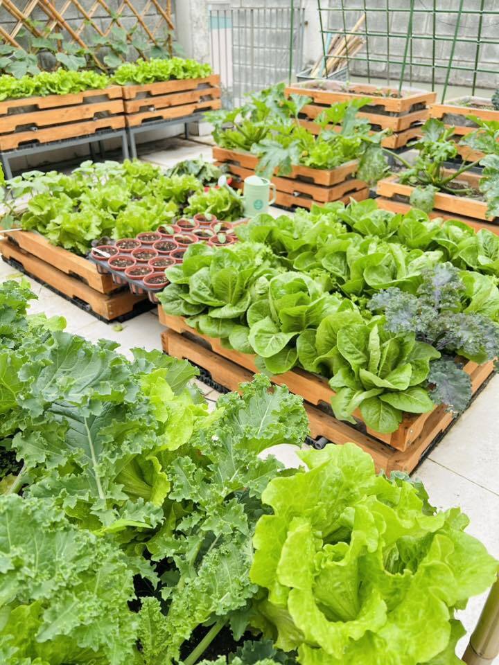 Mê mẩn khu vườn sân thượng đẹp 'như vẽ bằng AI' của mẹ đảm Đà Nẵng- Ảnh 9. Mê mẩn khu vườn sân thượng đẹp 'như vẽ bằng AI' của mẹ đảm Đà Nẵng- Ảnh 9.