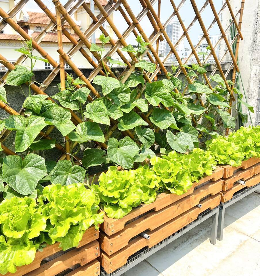 Mê mẩn khu vườn sân thượng đẹp 'như vẽ bằng AI' của mẹ đảm Đà Nẵng- Ảnh 10. Mê mẩn khu vườn sân thượng đẹp 'như vẽ bằng AI' của mẹ đảm Đà Nẵng- Ảnh 10.