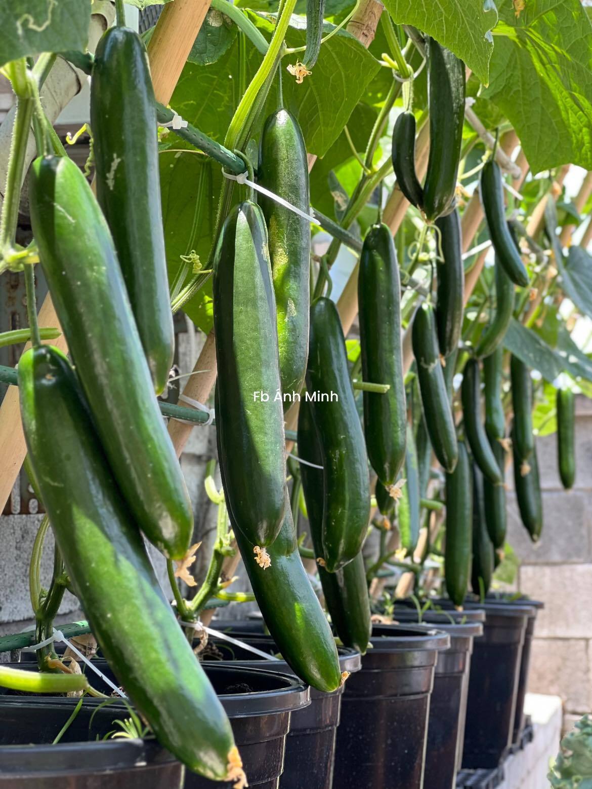 Mê mẩn khu vườn sân thượng đẹp 'như vẽ bằng AI' của mẹ đảm Đà Nẵng- Ảnh 18. Mê mẩn khu vườn sân thượng đẹp 'như vẽ bằng AI' của mẹ đảm Đà Nẵng- Ảnh 18.