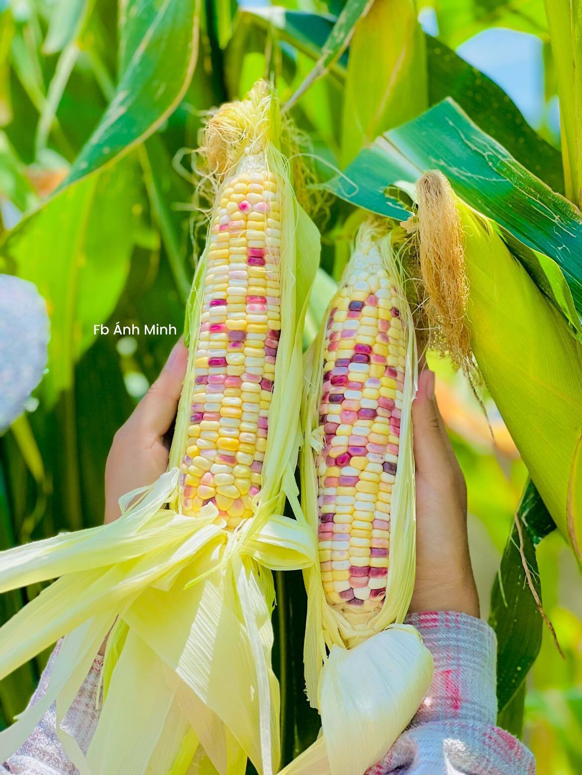 Mê mẩn khu vườn sân thượng đẹp 'như vẽ bằng AI' của mẹ đảm Đà Nẵng- Ảnh 24. Mê mẩn khu vườn sân thượng đẹp 'như vẽ bằng AI' của mẹ đảm Đà Nẵng- Ảnh 24.