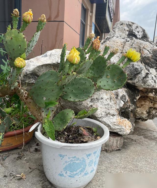 "Hoa nở rộ nhưng vận không thịnh": 6 loại hoa đẹp nhưng không nên trồng trong nhà, đừng để vẻ ngoài đánh lừa bạn- Ảnh 5. "Hoa nở rộ nhưng vận không thịnh": 6 loại hoa đẹp nhưng không nên trồng trong nhà, đừng để vẻ ngoài đánh lừa bạn- Ảnh 5.