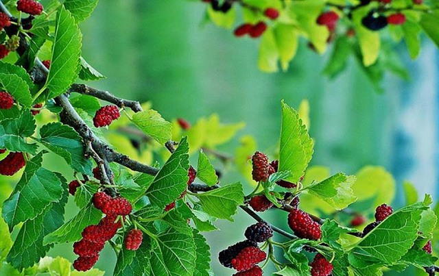 4 loại cây tưởng lành hoá dữ: Đẹp cũng đừng trồng trước nhà kẻo vận khí trôi tuột- Ảnh 1.