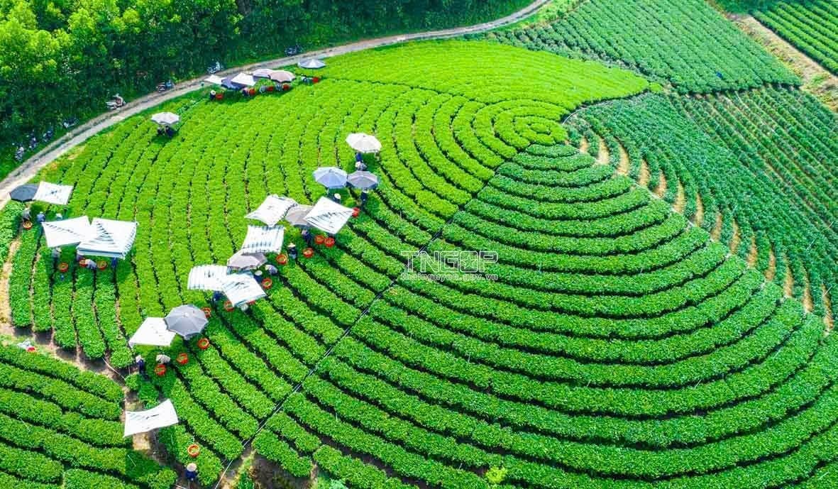 Đại gia Nhật khai phá "mỏ vàng xanh" của Việt Nam, phát triển sản phẩm "chuẩn Nhật, giá Việt"- Ảnh 1. Đại gia Nhật khai phá "mỏ vàng xanh" của Việt Nam, phát triển sản phẩm "chuẩn Nhật, giá Việt"- Ảnh 1.