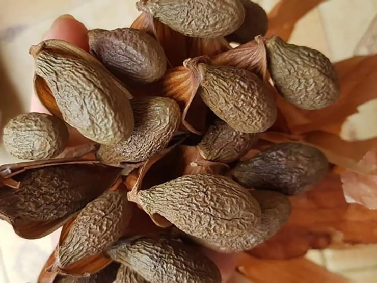 Người dân Đà Nẵng đổ vào rừng nhặt "lộc trời" bay có giá đến nửa triệu/kg: Công dụng tuyệt vời thế này bảo sao "đắt đỏ"?- Ảnh 1. Người dân Đà Nẵng đổ vào rừng nhặt "lộc trời" bay có giá đến nửa triệu/kg: Công dụng tuyệt vời thế này bảo sao "đắt đỏ"?- Ảnh 1.