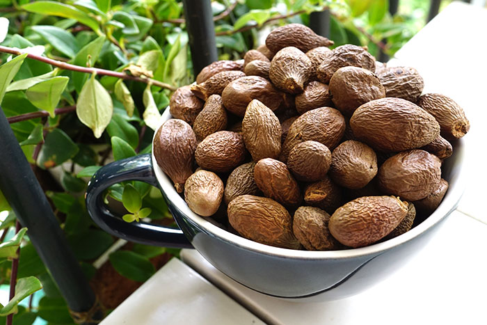 Người dân Đà Nẵng đổ vào rừng nhặt "lộc trời" bay có giá đến nửa triệu/kg: Công dụng tuyệt vời thế này bảo sao "đắt đỏ"?- Ảnh 3. Người dân Đà Nẵng đổ vào rừng nhặt "lộc trời" bay có giá đến nửa triệu/kg: Công dụng tuyệt vời thế này bảo sao "đắt đỏ"?- Ảnh 3.