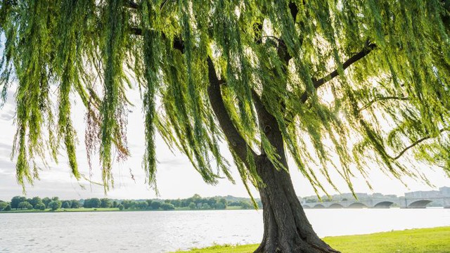 4 loại cây tưởng lành hoá dữ: Đẹp cũng đừng trồng trước nhà kẻo vận khí trôi tuột- Ảnh 2.