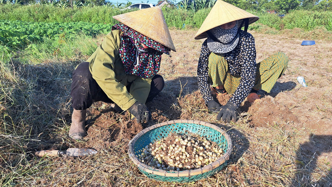 Hành tăm 'được mùa - mất giá', đầu ra ế ẩm khiến người dân như ngồi trên lửa- Ảnh 2. Hành tăm 'được mùa - mất giá', đầu ra ế ẩm khiến người dân như ngồi trên lửa- Ảnh 2.