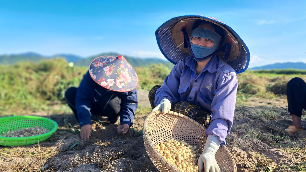 Hành tăm 'được mùa - mất giá', đầu ra ế ẩm khiến người dân như ngồi trên lửa- Ảnh 4. Hành tăm 'được mùa - mất giá', đầu ra ế ẩm khiến người dân như ngồi trên lửa- Ảnh 4.