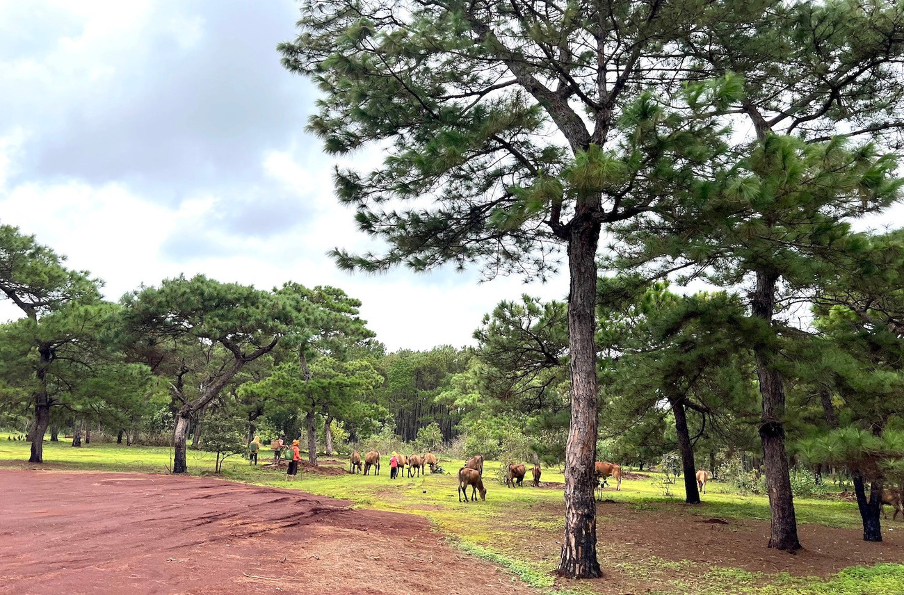 Toàn cảnh rừng thông làm dự án sân golf FLC dang dở, đang điều chỉnh quy hoạch- Ảnh 2. Toàn cảnh rừng thông làm dự án sân golf FLC dang dở, đang điều chỉnh quy hoạch- Ảnh 2.