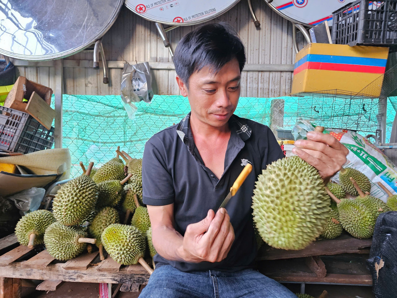 ‘Vua' của các loại sầu riêng bị chê, rớt giá thảm- Ảnh 3. ‘Vua' của các loại sầu riêng bị chê, rớt giá thảm- Ảnh 3.