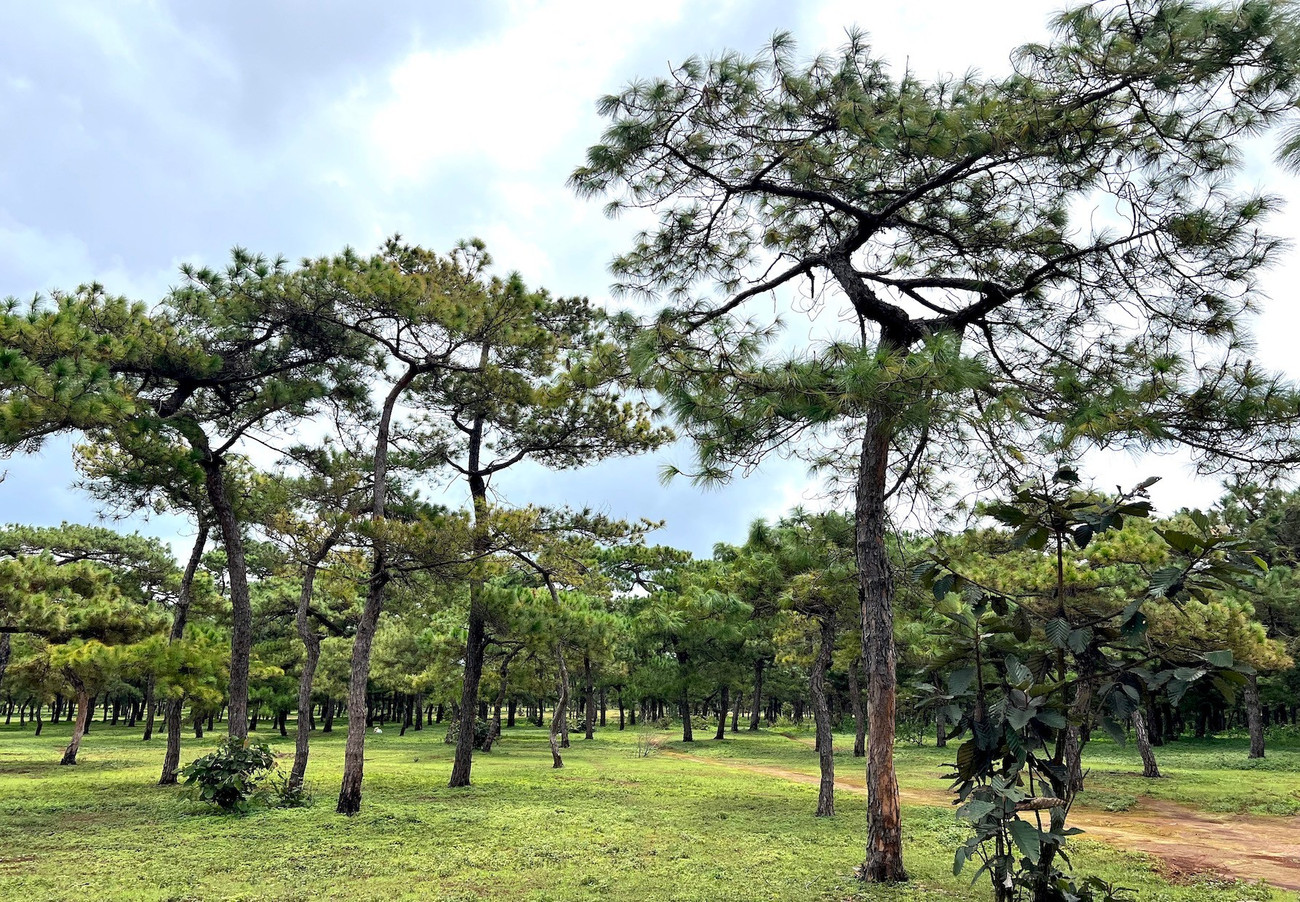 Toàn cảnh rừng thông làm dự án sân golf FLC dang dở, đang điều chỉnh quy hoạch- Ảnh 1. Toàn cảnh rừng thông làm dự án sân golf FLC dang dở, đang điều chỉnh quy hoạch- Ảnh 1.