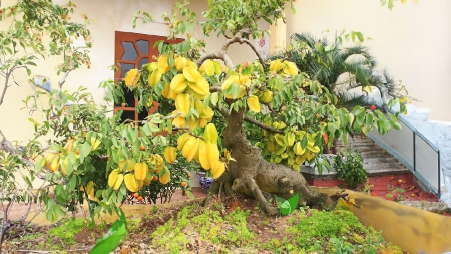 Trồng cây này trước cửa vừa cho bóng mát vừa giúp gia đình thịnh vượng, con cháu dễ thành tài- Ảnh 3. Trồng cây này trước cửa vừa cho bóng mát vừa giúp gia đình thịnh vượng, con cháu dễ thành tài- Ảnh 3.