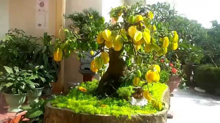 Trồng cây này trước cửa vừa cho bóng mát vừa giúp gia đình thịnh vượng, con cháu dễ thành tài- Ảnh 2. Trồng cây này trước cửa vừa cho bóng mát vừa giúp gia đình thịnh vượng, con cháu dễ thành tài- Ảnh 2.