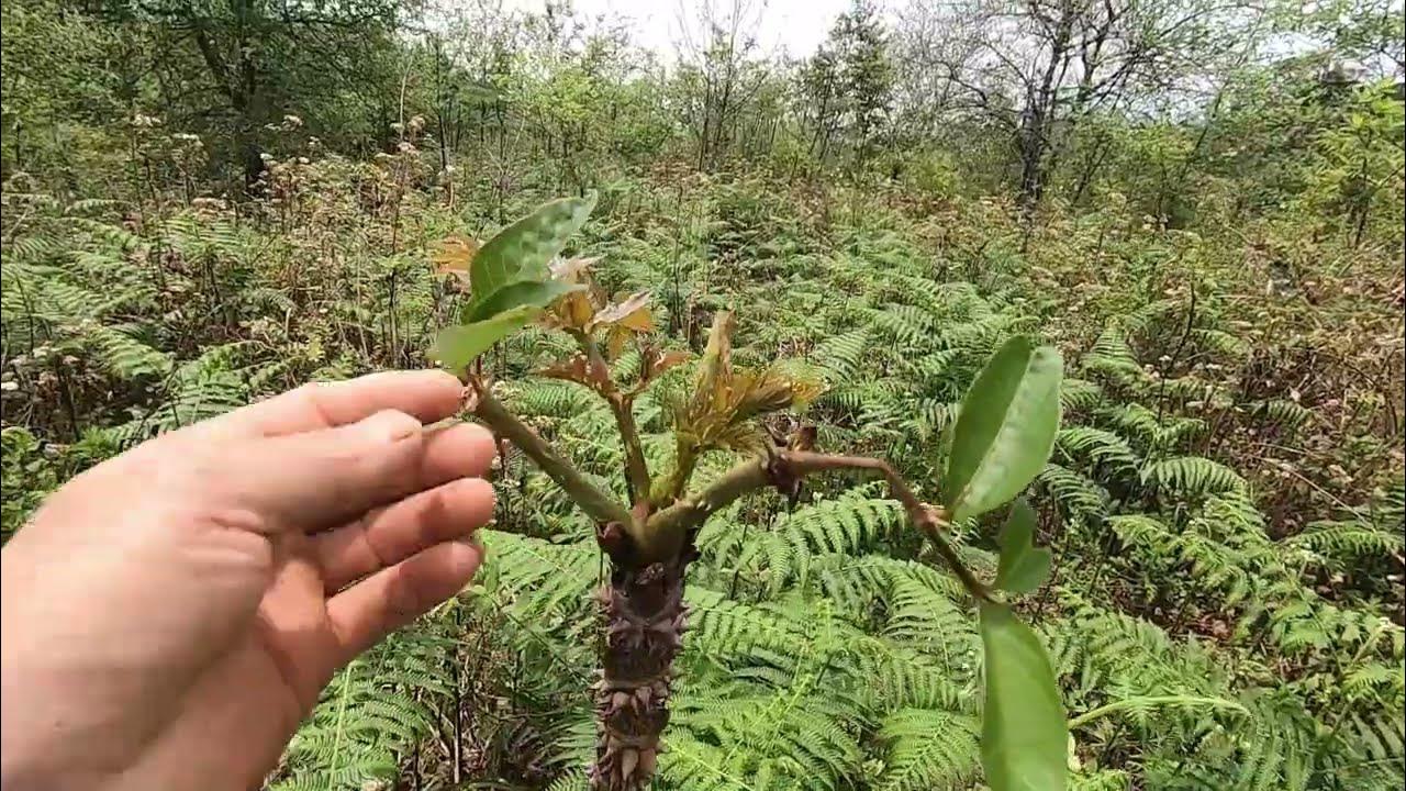 Việt Nam có loại rau mọc dại, người Trung Quốc ví là “cao lương mỹ vị số 1 thế giới”: Tốt hơn cả nhân sâm- Ảnh 2. Việt Nam có loại rau mọc dại, người Trung Quốc ví là “cao lương mỹ vị số 1 thế giới”: Tốt hơn cả nhân sâm- Ảnh 2.