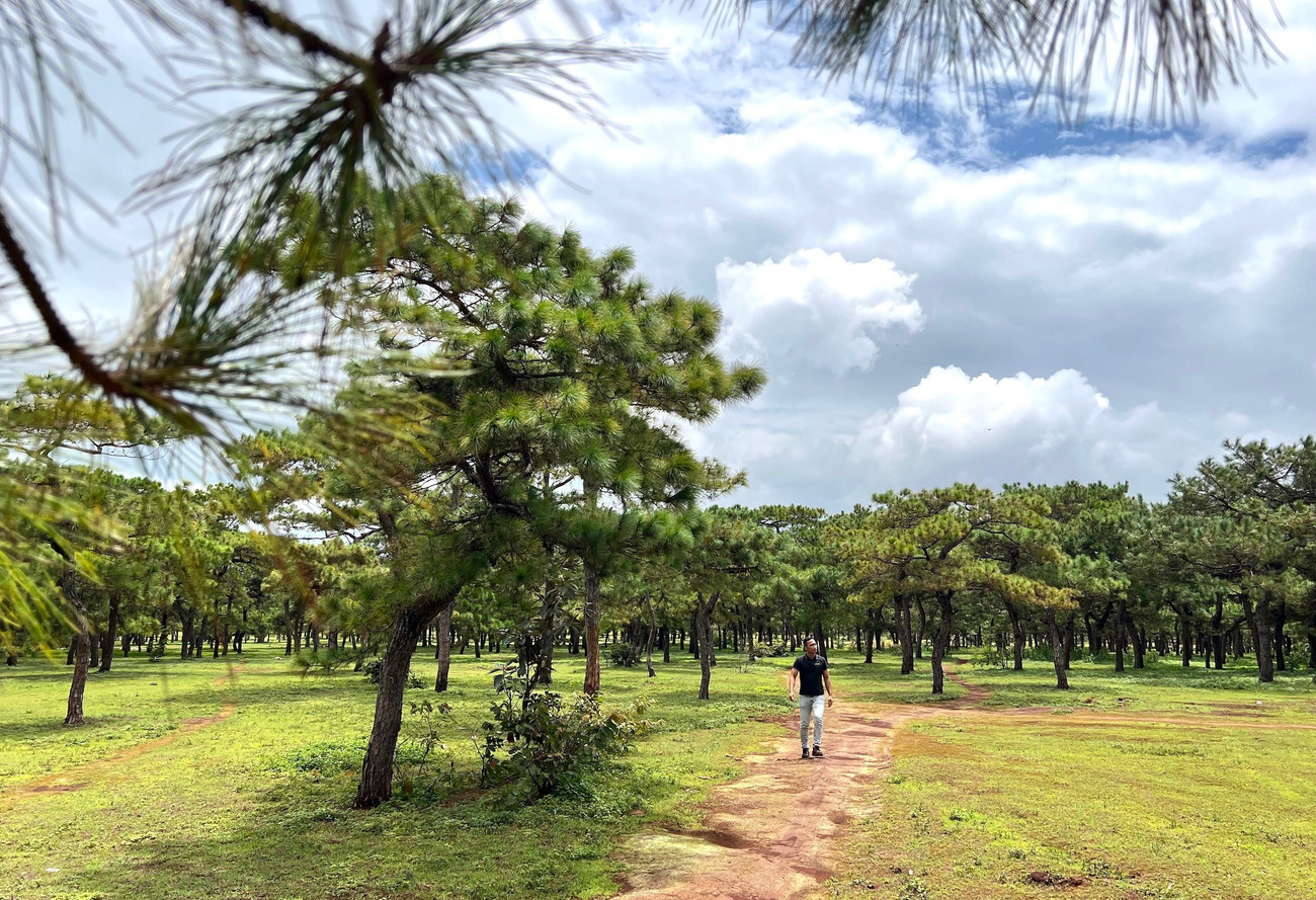 Toàn cảnh rừng thông làm dự án sân golf FLC dang dở, đang điều chỉnh quy hoạch- Ảnh 4. Toàn cảnh rừng thông làm dự án sân golf FLC dang dở, đang điều chỉnh quy hoạch- Ảnh 4.