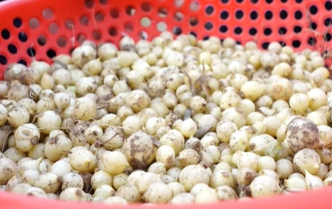 Hành tăm 'được mùa - mất giá', đầu ra ế ẩm khiến người dân như ngồi trên lửa- Ảnh 3. Hành tăm 'được mùa - mất giá', đầu ra ế ẩm khiến người dân như ngồi trên lửa- Ảnh 3.