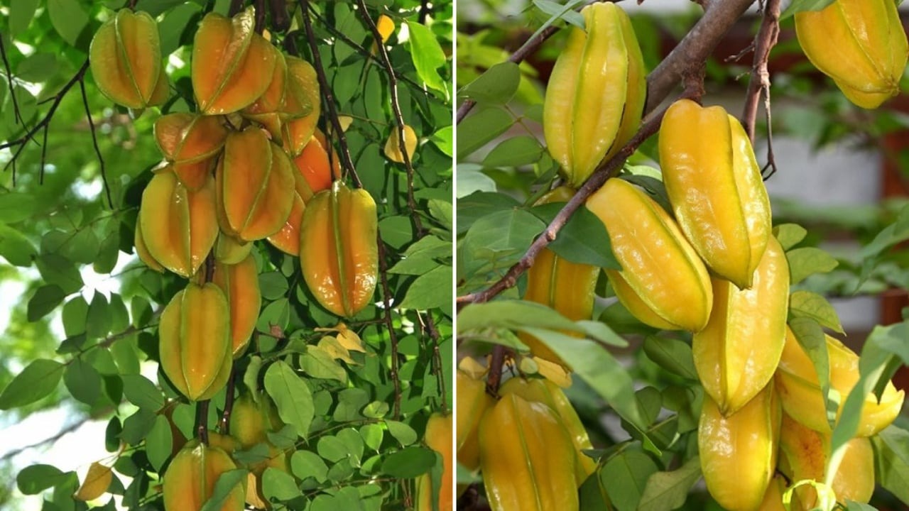 Trồng cây này trước cửa vừa cho bóng mát vừa giúp gia đình thịnh vượng, con cháu dễ thành tài- Ảnh 1. Trồng cây này trước cửa vừa cho bóng mát vừa giúp gia đình thịnh vượng, con cháu dễ thành tài- Ảnh 1.