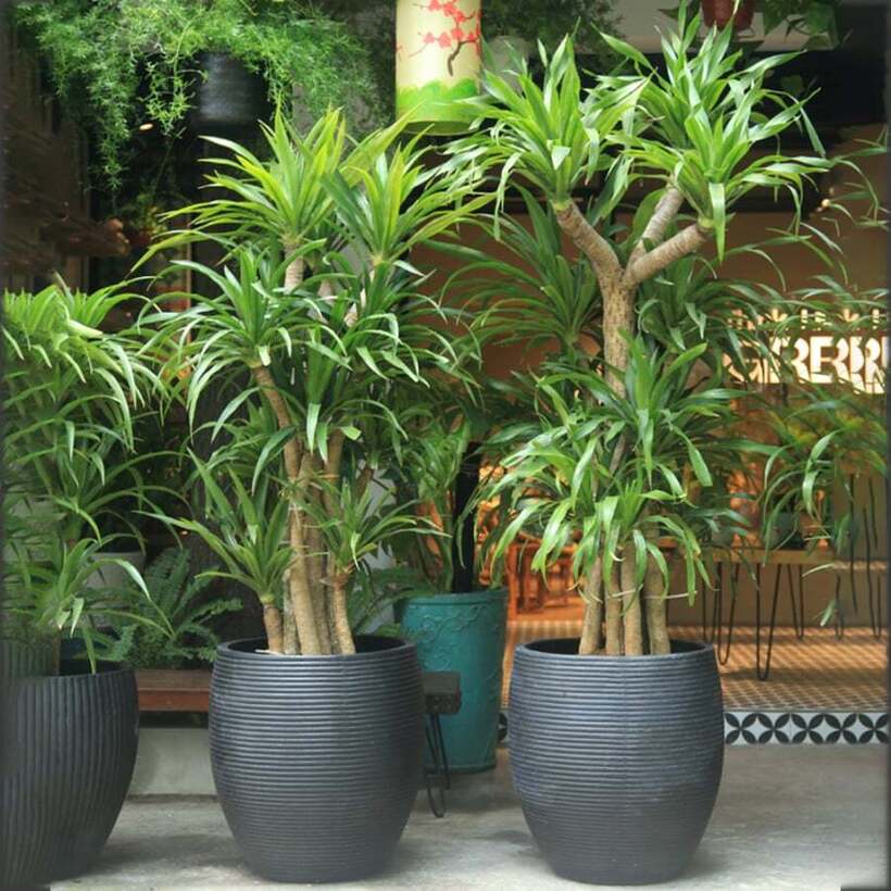 Những người thuộc mệnh này trồng cây Đại Lộc như "Hổ mọc thêm cánh"- Ảnh 1. Những người thuộc mệnh này trồng cây Đại Lộc như "Hổ mọc thêm cánh"- Ảnh 1.