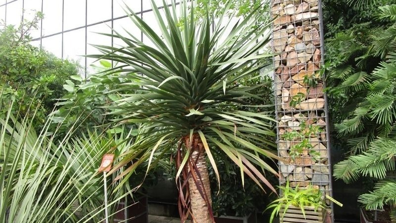Những người thuộc mệnh này trồng cây Đại Lộc như "Hổ mọc thêm cánh"- Ảnh 2. Những người thuộc mệnh này trồng cây Đại Lộc như "Hổ mọc thêm cánh"- Ảnh 2.