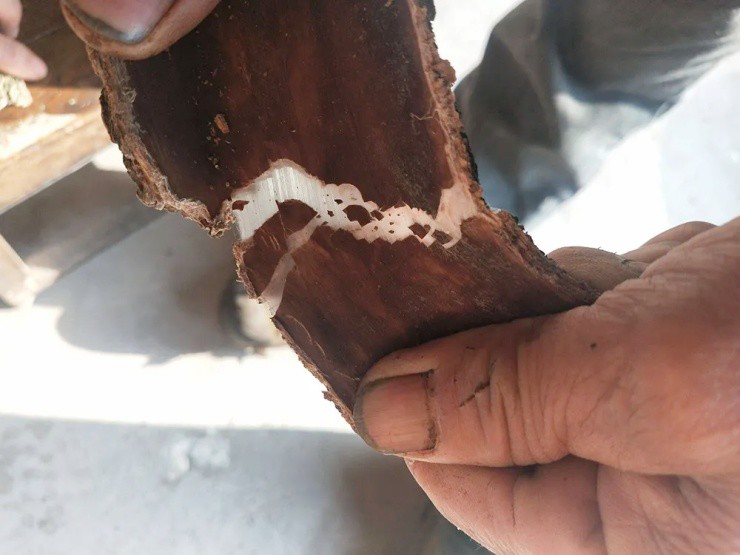 Cây nhả ra “sợi bạc”, bóc vỏ bán là hốt bộn tiền, ở Việt Nam cũng có- Ảnh 2. Cây nhả ra “sợi bạc”, bóc vỏ bán là hốt bộn tiền, ở Việt Nam cũng có- Ảnh 2.
