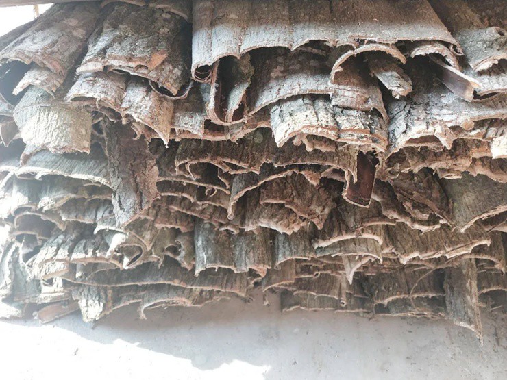 Cây nhả ra “sợi bạc”, bóc vỏ bán là hốt bộn tiền, ở Việt Nam cũng có- Ảnh 3. Cây nhả ra “sợi bạc”, bóc vỏ bán là hốt bộn tiền, ở Việt Nam cũng có- Ảnh 3.